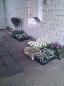 ad2013vplantblommor